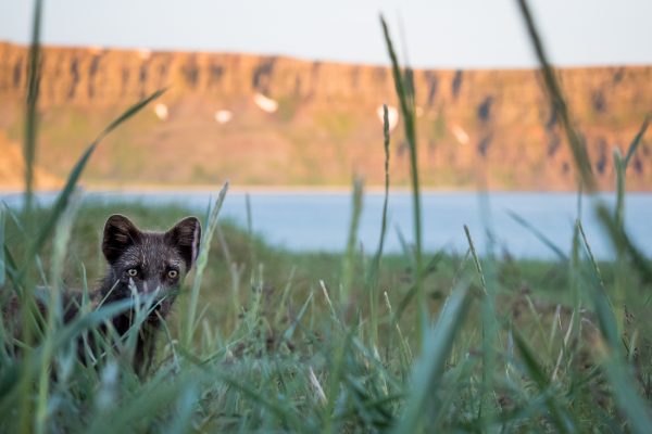 Midnight Sun and Wild Arctic Foxes Iceland, Midnight Sun and Wild Arctic Foxes by Borea Adventures, Blog