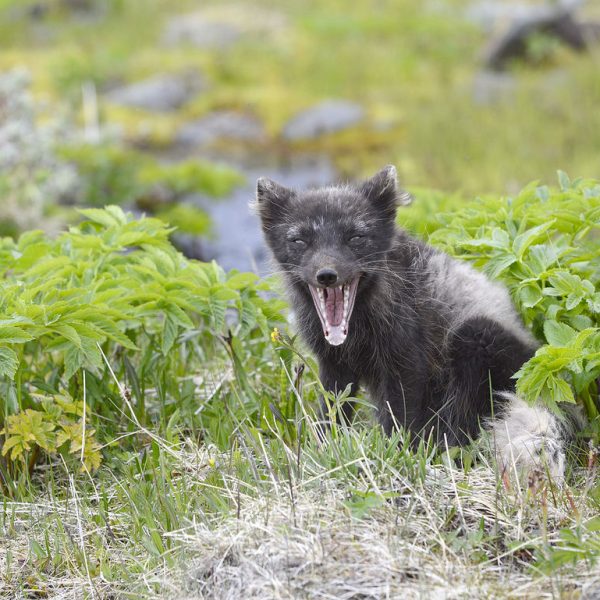 l_gallery532f550b46ae4