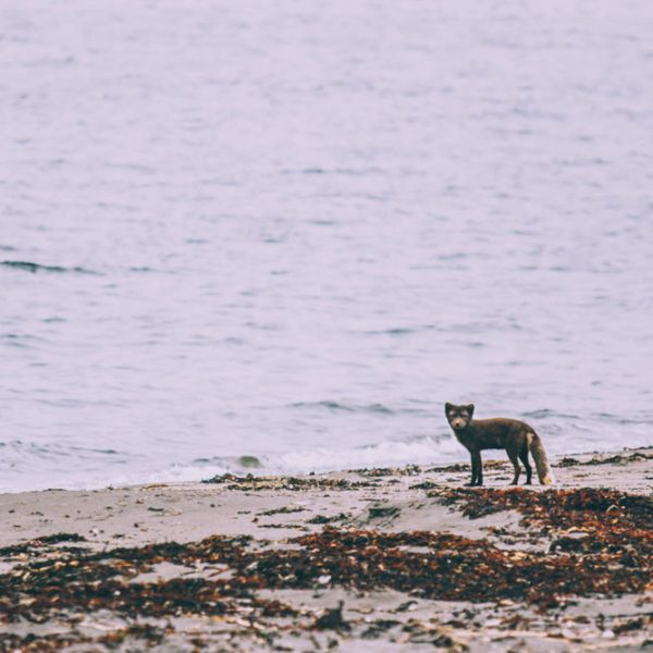 l_gallery5620ddc6bcb12