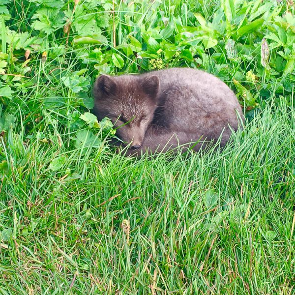 l_gallery5849fb3d36e5a